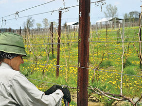 Town seeking input to help develop agritourism strategy