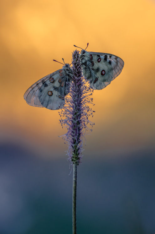 Corse et Savoie 2019 - LD - 87.jpg
