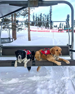Sierra Avalanche Rescue dogs on winter ski lift.jpg