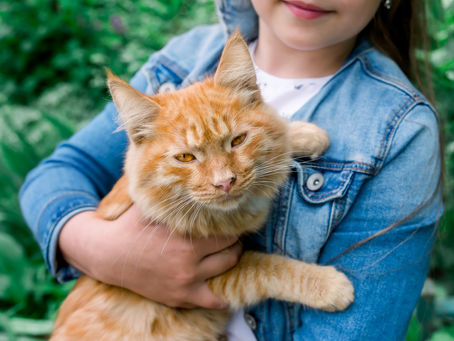 Owning a Maine Coon Cat: What to Expect from These Gentle Giants
