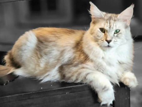 The Rich History of Maine Coon Cats: Exploring Russian-Bred Bloodlines and Their Unique Qualities
