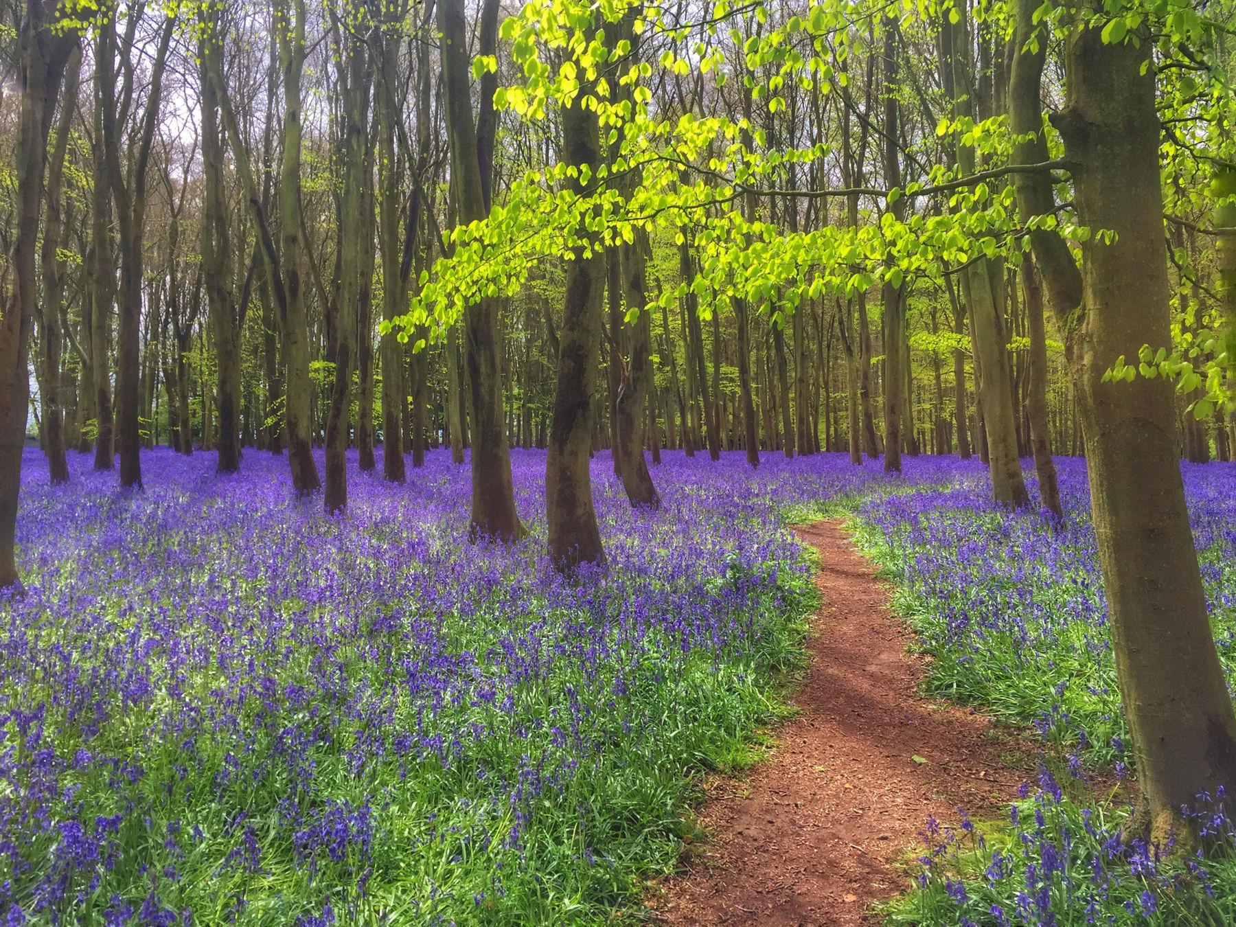 Magical Bluebells, Badbury Clump