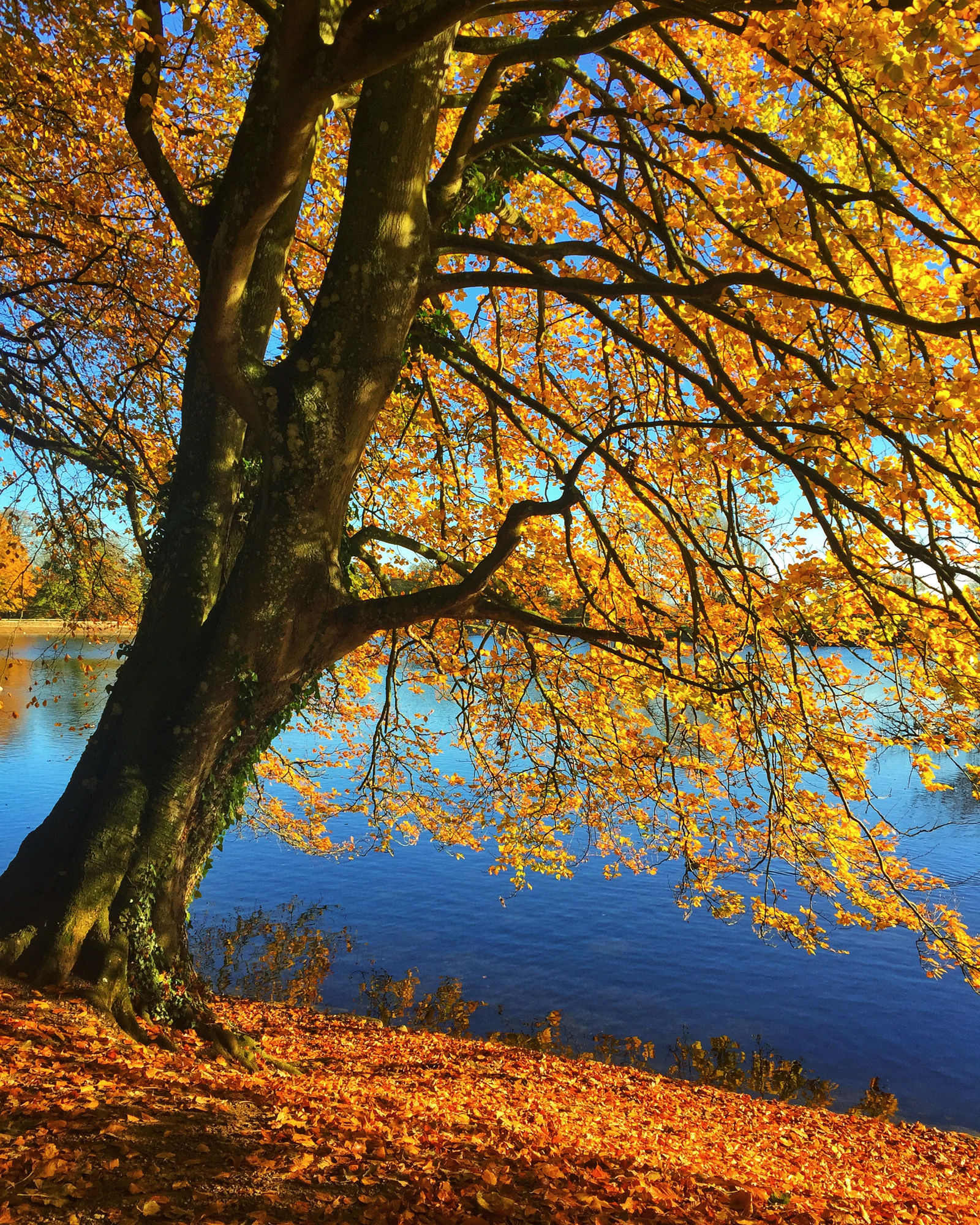 Golden Glow, Coate Water Country Park