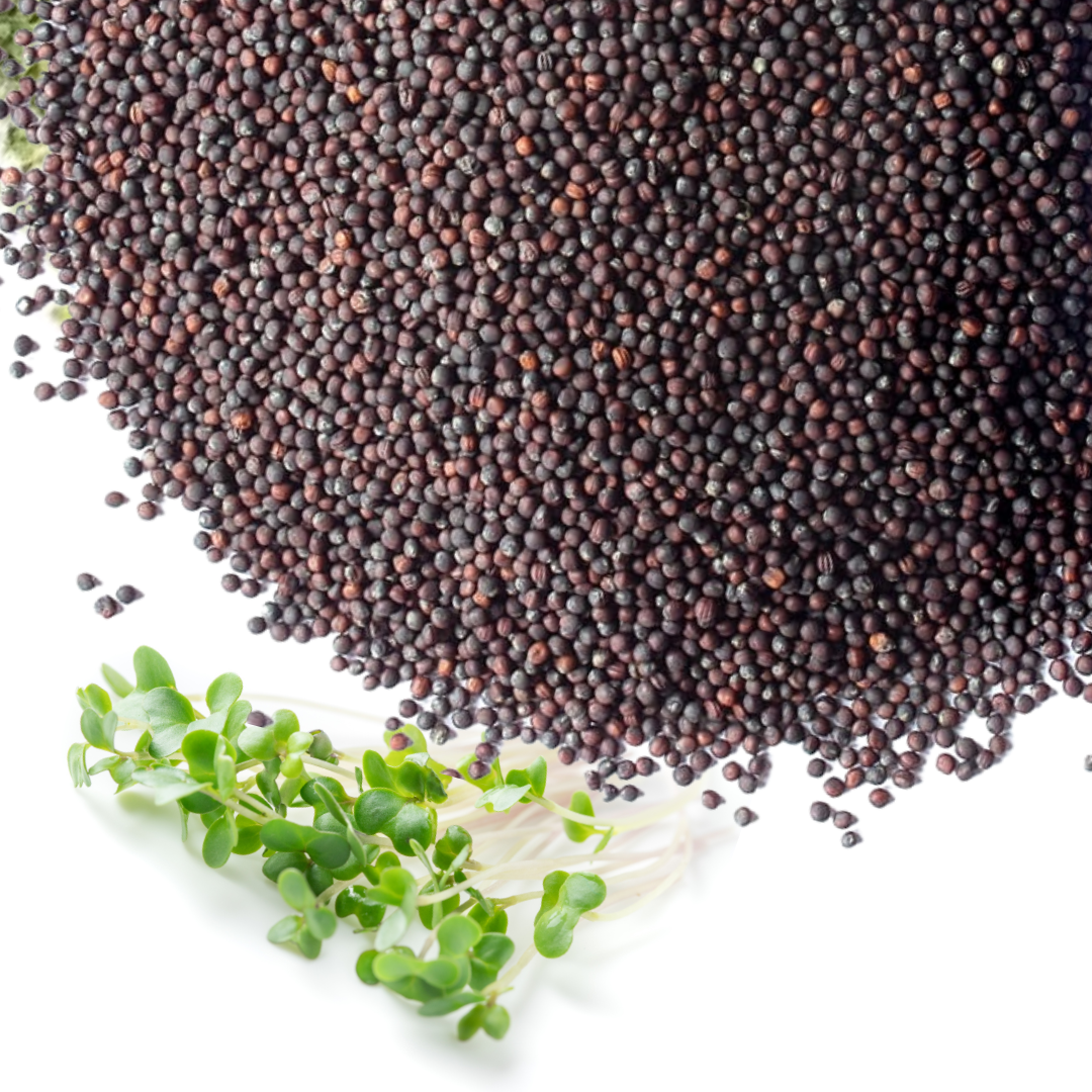 Broccoli Seeds for Sprouting