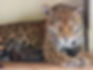Adult jaguar with its small cub resting closely together.