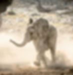 Young African elephant running through dust on the savanna