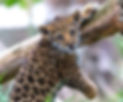 Young jaguar climbing a tree branch in the rainforest.