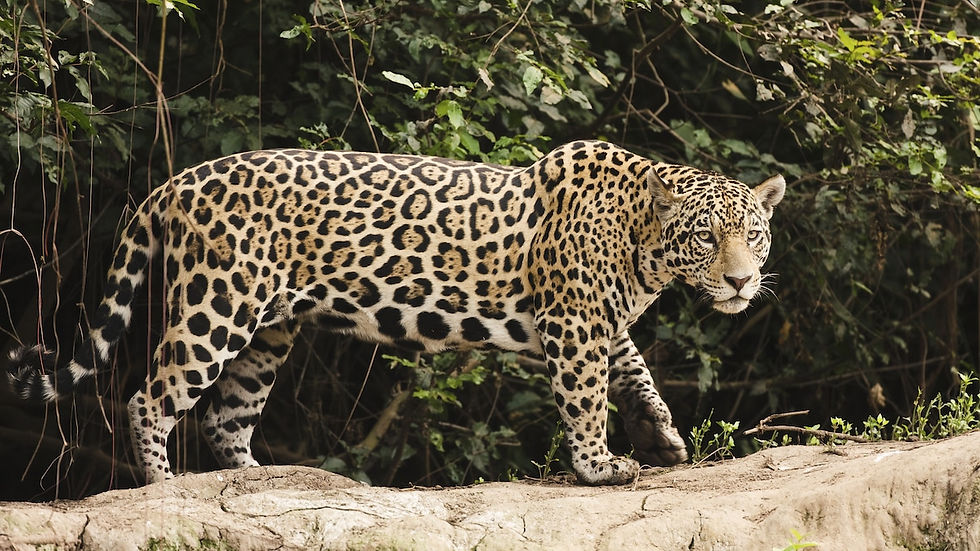 Jaguar