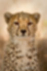 Close-up of a cheetah, the fastest land animal.