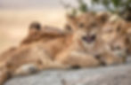 Snarling African lion cub resting on a rock