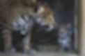 Jaguar mother and cub illustrating jaguar conservation.