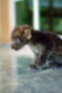Young jaguar cub sitting on a stone floor