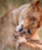 African lioness licking her cub in their natural habitat
