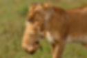An African lioness carrying her cub in her mouth.