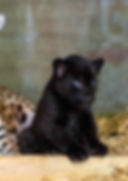 Black jaguar cub sitting on straw near its mother.