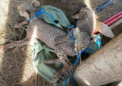 Cheetah cubs restrained among bags