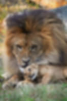 African lion with cub in natural lion habitat