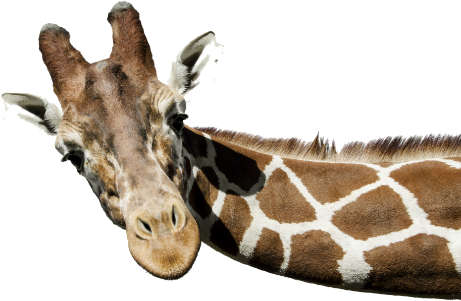 Giraffe-PNG-Pic.png