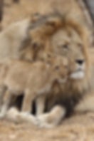 African lions: male lion resting with a young cub.