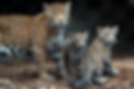 Adult jaguar with two cubs, highlighting jaguar conservation.