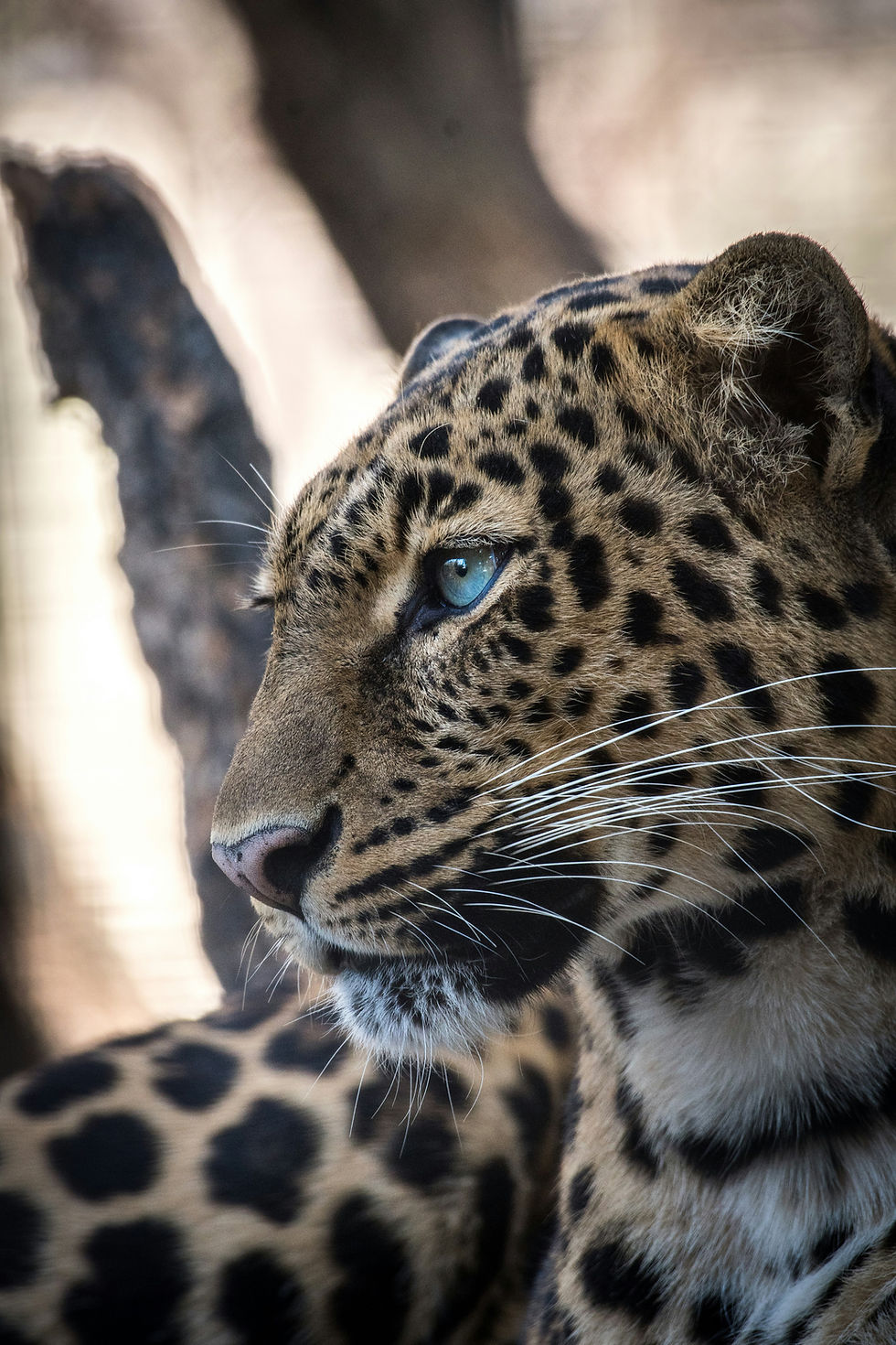 Leopard with blue eyes, promoting wildlife conservation awareness