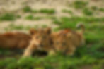Two young African lion cubs resting in their habitat.