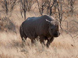 Inside Kruger’s Modern War Against Rhino Poaching