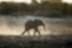 Young African elephant walking on a dusty path at sunset