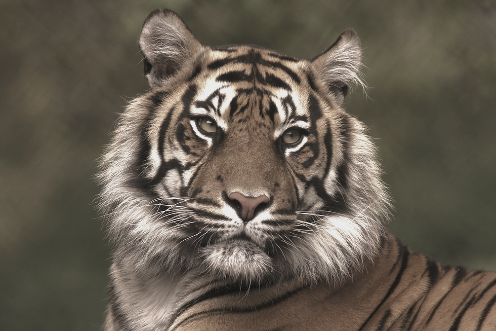 Tiger for wildlife conservation & education