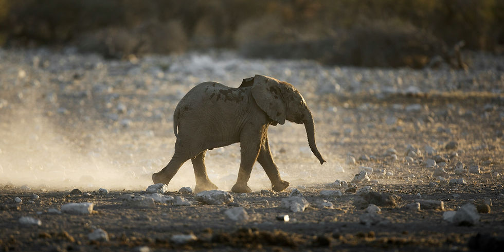Baby elephant walking across dusty rocky ground in warm golden light