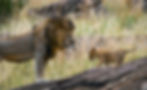 Adult African lion facing a cub in their natural habitat.