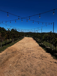 Camp Lucy vineyard 