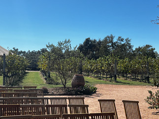 Camp Lucy vineyard 