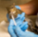rescuing%20baby%20squirrels_edited.jpg