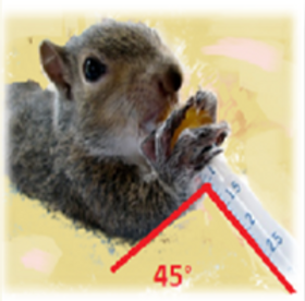 Squirrel%20Syringe%20Feeding%20position_