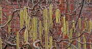 Catkins.jpg