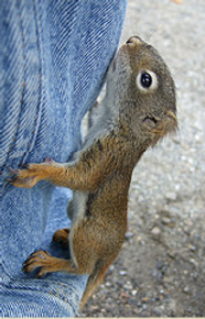 Teen Orphan Squirrel.png