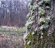 moss.jpg