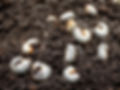 getting-rid-of-lawn-grubs-header.jpg
