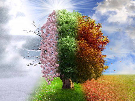 Witnessing the Seasons: How Turning Towards the Natural World Can Soothe Anxiety and Deepen Connection