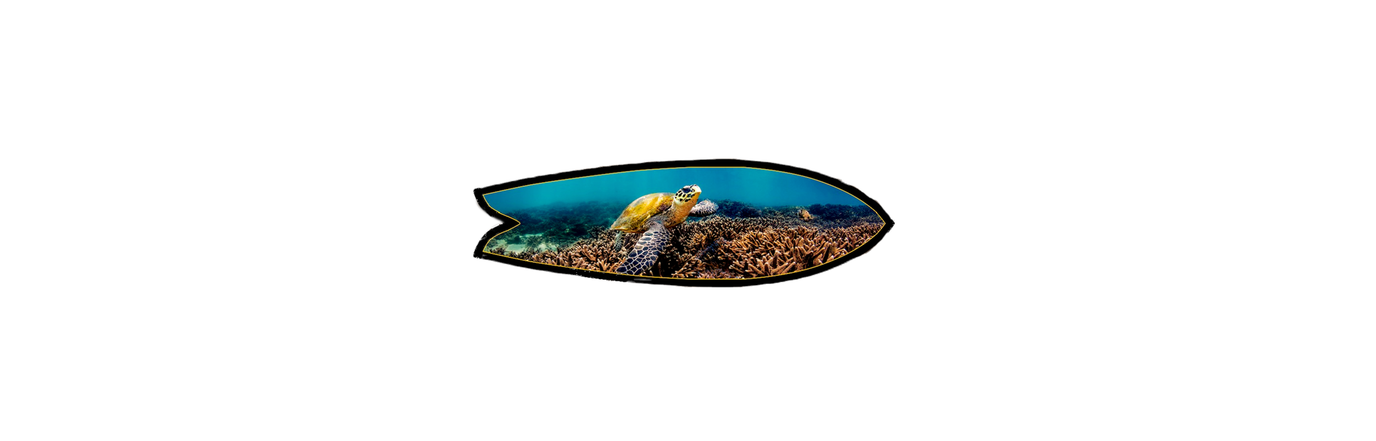 A Turtles' Quest