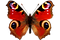 butterfly.png