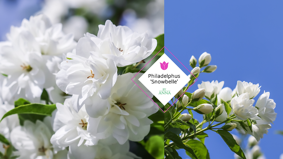 Thumbnail: Philadelphus ‘Snowbelle'