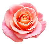 rose2.png