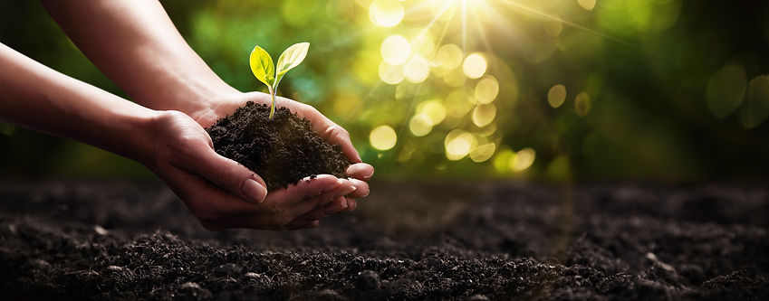 banner-plant-trees.jpg