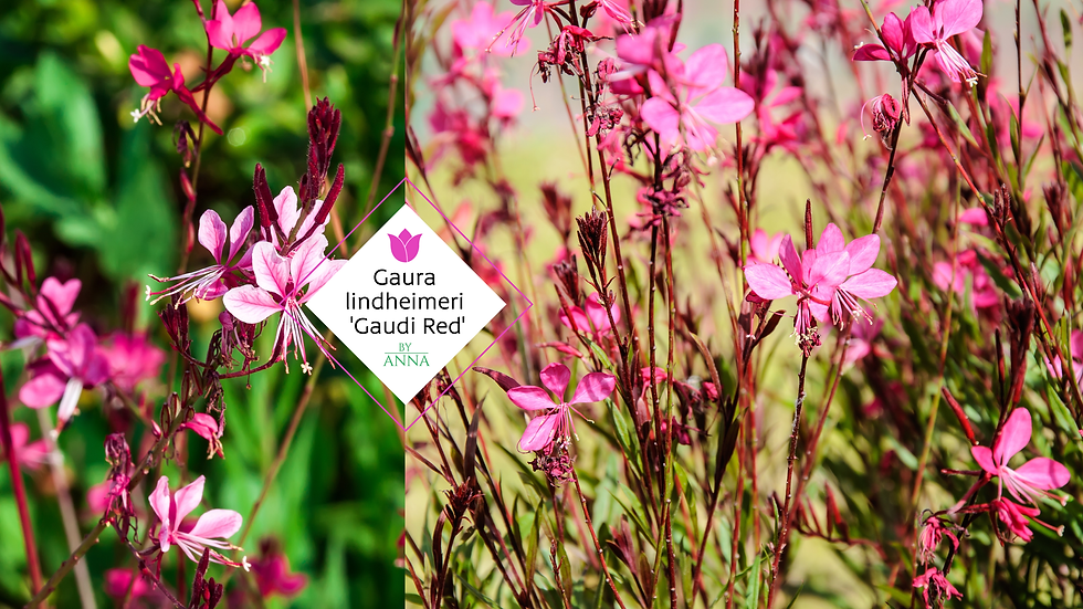 Gaura lindheimeri 'Gaudi Red'