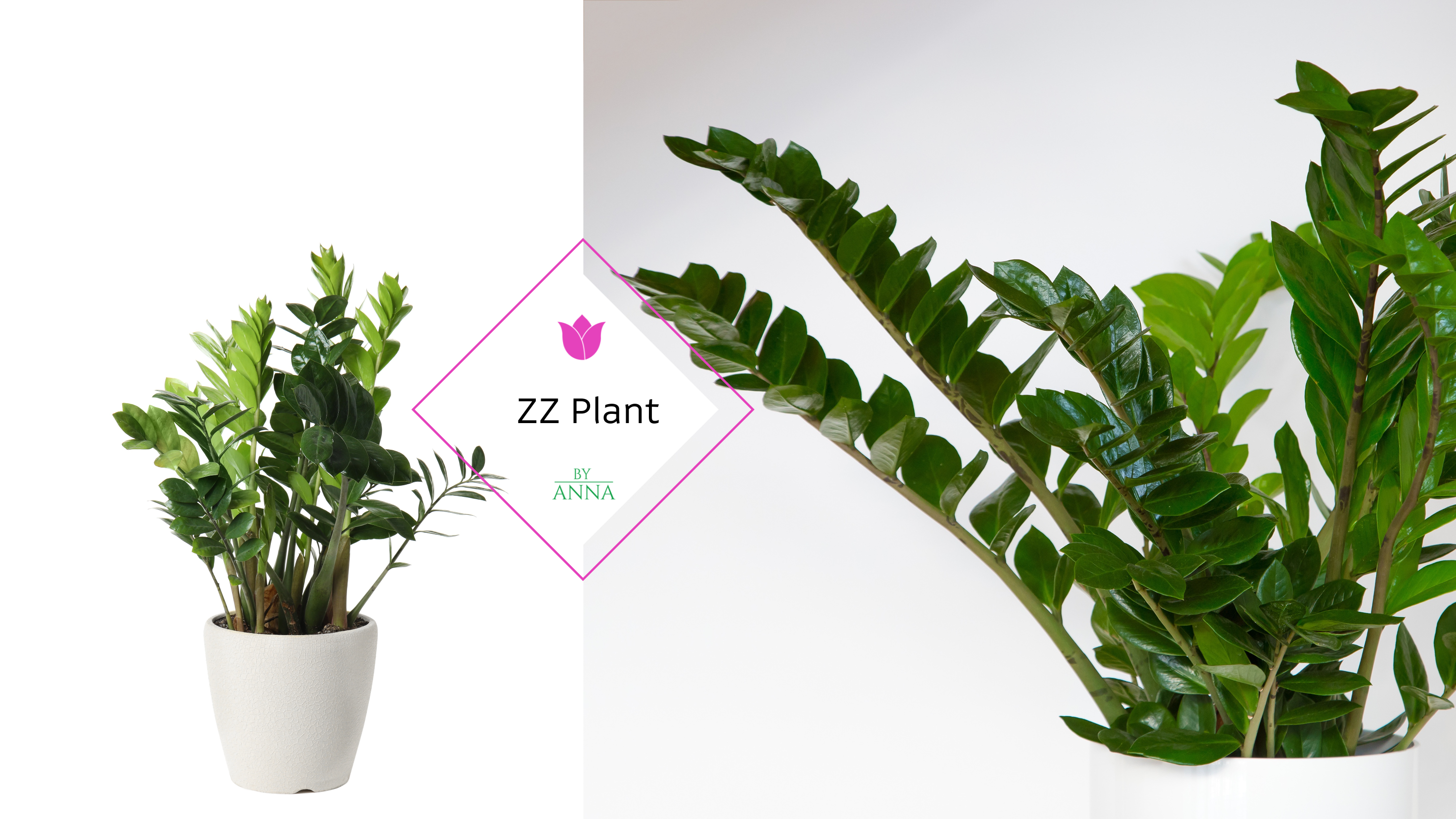 Zamioculcas zamiifolia