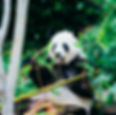 Panda Leadership & Entrepreneurship Quest
