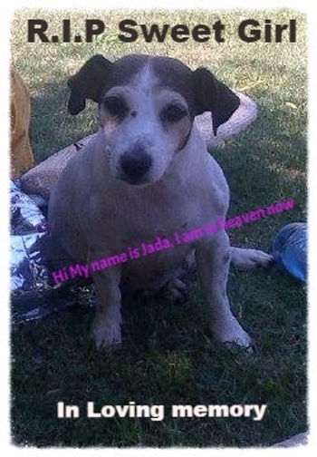 Jackrussell