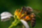 Bee collecting pollen on a vibrant orange and yellow flower, set against a blurred green background. Bright, detailed, and lively scene.